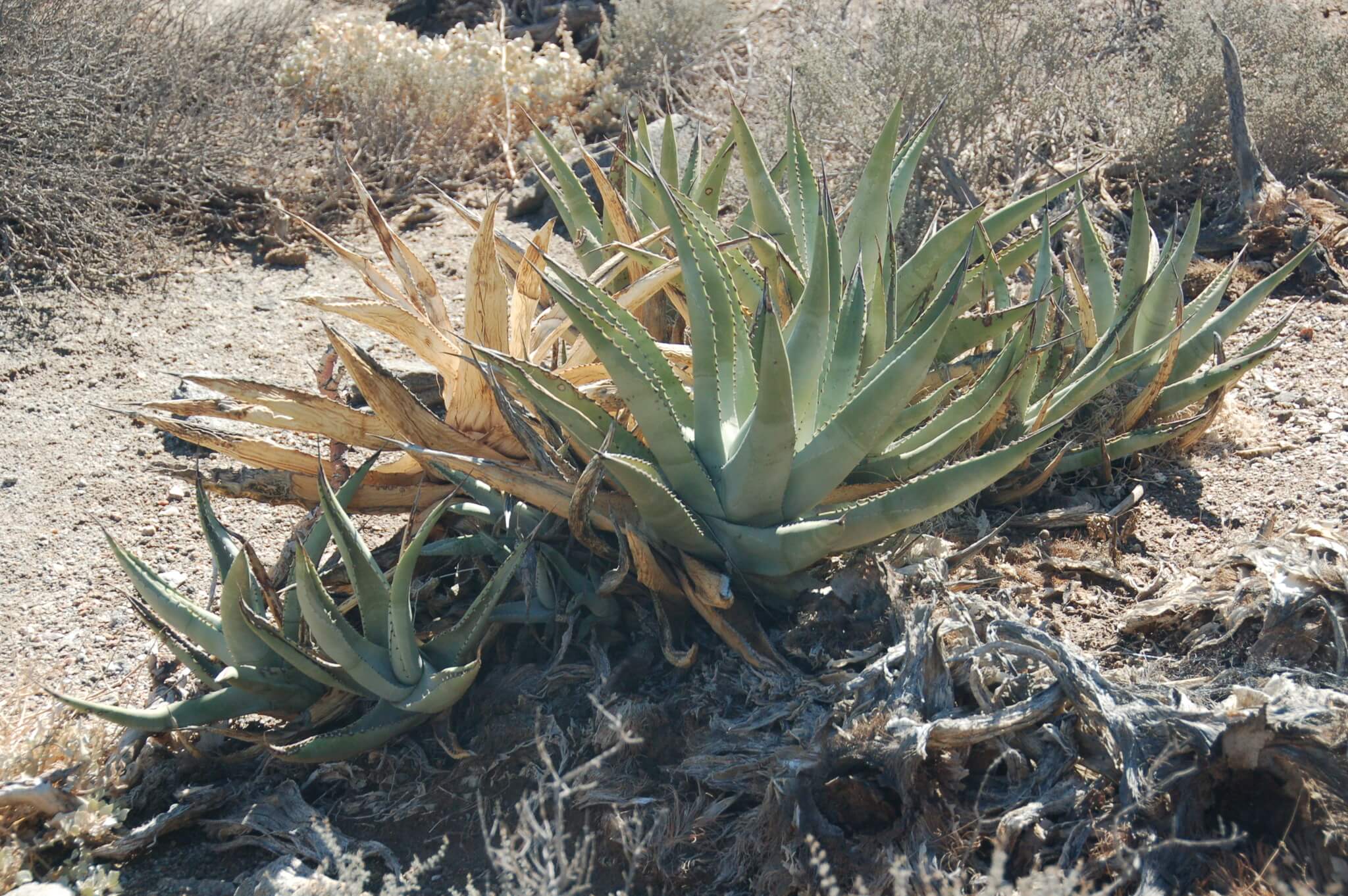 Agave cerulata